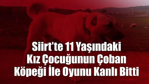 Pervari'de 11 Yaşındaki Kız Çocuğunun Çoban Köpeği İle Oyunu Kanlı Bitti