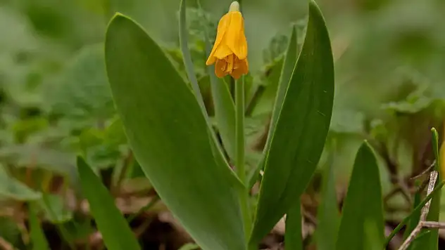 Pervari'nin Ağlayan Gelini (Ters Lale)'ye Yeni Bir Rakip Çıktı