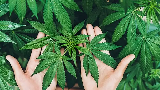 Resmi Gazete'de yayımlandı: Kenevir üretimi için yeni dönem, 21 ile izin