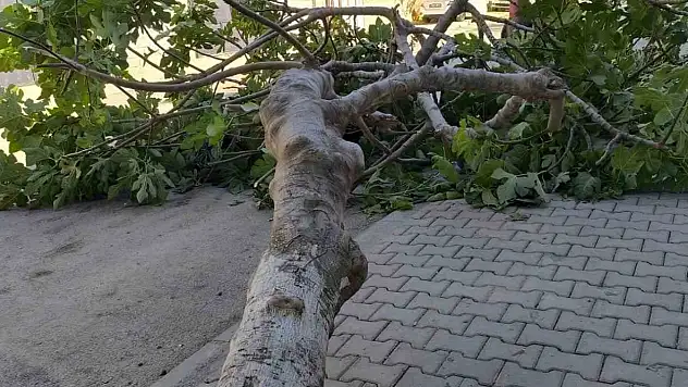 Şiddetli Rüzgara dayanamayan ağaç devrildi