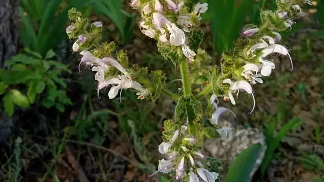 Salvia Siirtica Koparmanın Cezası 244 bin TL
