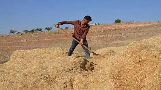 Sıcaklar Tarlada ve Seralarda Sebze Toplayanları Etkiliyor