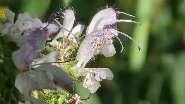 Siirt Adaçayını Koparanlara 387 Bin 141 Lira Ceza Uygulanıyor