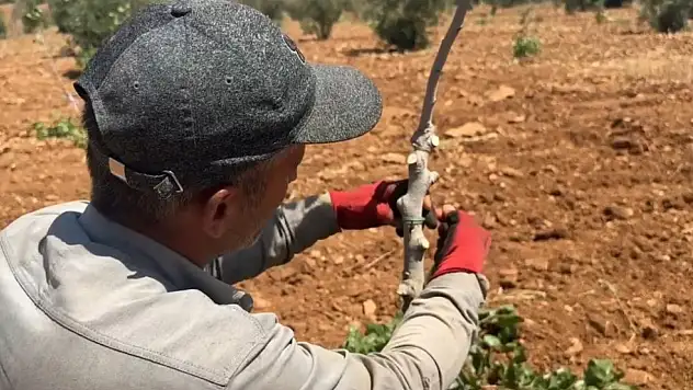Siirt anacı üzerine, Antep fıstığı aşılanıyor: İşte nedeni