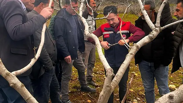 Siirt Baykan'da Fıstık Üreticilerine Döllenme Eğitimi Verildi