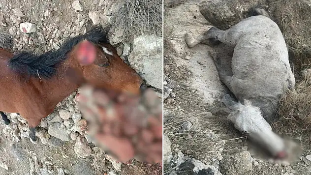 Siirt Botan Vadisi'nde 5 at katledildi