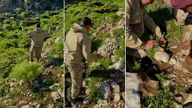 Siirt Eruh'ta Dev Mantarı Gören Vatandaşın Tepkisi Sosyal Medyada Gündem Oldu