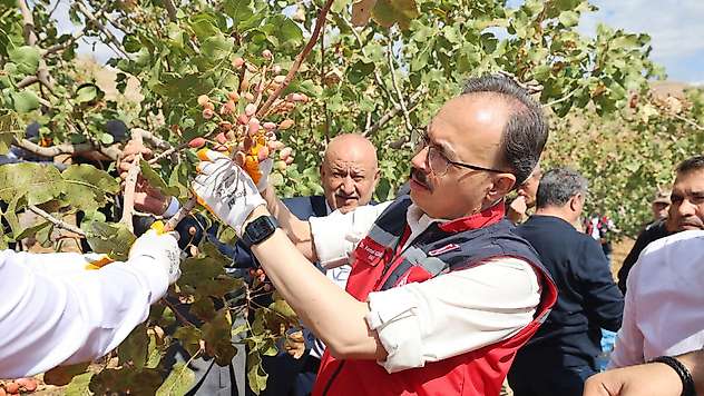 Siirt Fıstığı Festivali'nde hasat heyecanı: Vali Kızılkaya üreticilerle buluştu