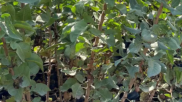 Siirt Fıstığı Fidanı Ne Zaman Dikilir, Nasıl Yetiştirilir?