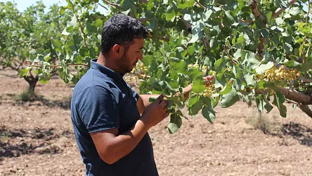 Siirt Fıstığı Üreticilerine Haziran Uyarısı: Kaliteli Ürün İçin Bu Adımlara Dikkat