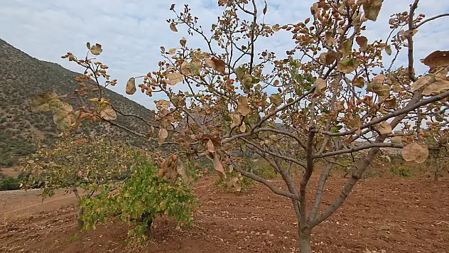 Siirt Fıstığına Sıcak Hava Darbesi
