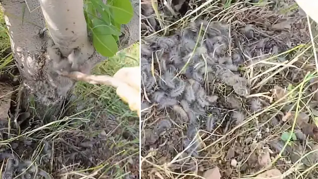 Siirt fıstığında gerekli bakımı yapmayan çiftçinin bahçesi tırtıllar kapladı