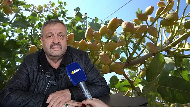 Siirt Fıstığında Girdi Maliyeti Artınca, Fıstığa Yüzde 50 Zam Geldi