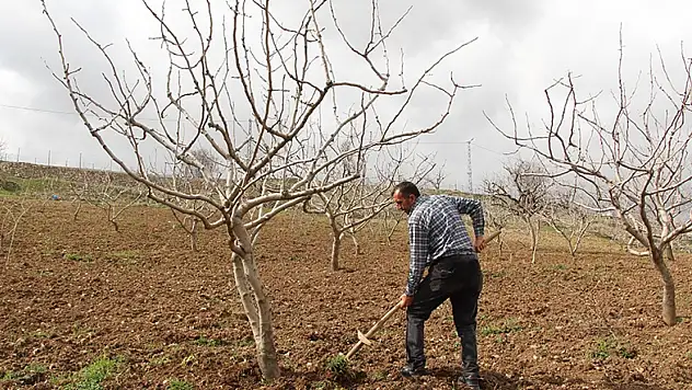 Siirt fıstığında mart alarmı: Bu uygulamalar şart