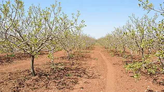 Siirt Fıstığında Verim İçin Mart Ayı Tavsiyeleri! Siirt Tarım Müdürlüğü Duyurdu