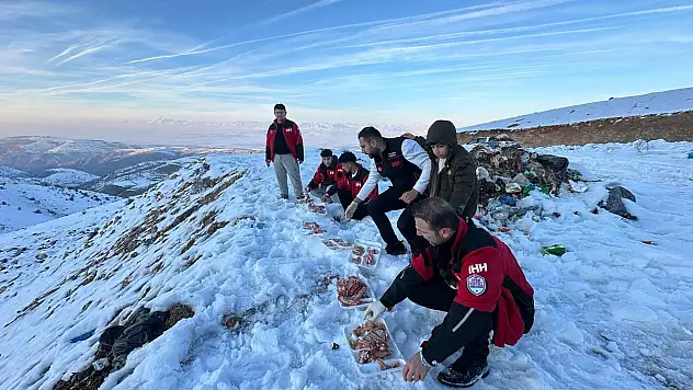 Siirt İHH'dan yaban hayvanları için doğaya yem desteği