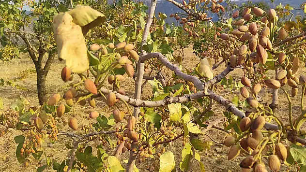 Siirt'in Fıstığı Kuruyor: Üretici Yardım Bekliyor