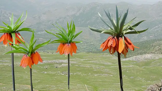Siirt'in Saklı Cenneti Bacavan Yaylası Koruma Gerekli
