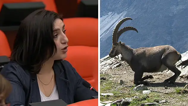 Siirt'in Yaban Keçileri Meclis Gündeminde: ''İhale Derhal İptal Edilmeli''