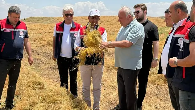 Siirt Kurtalan'da Mercimek Hasadı Başladı: Siirt Üretimde Türkiye Üçüncüsü