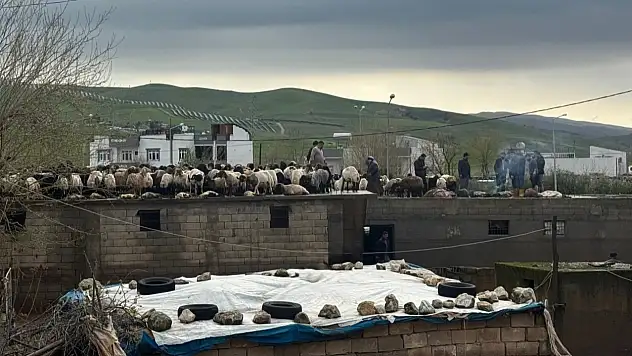 Siirt Kurtalan'da Sel Besicileri Vurdu: Çok Sayıda Hayvan Telef Oldu