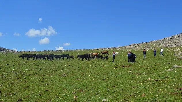 Siirt Pervari'de Hayvancılık Desteği Sonuç Verdi: 10 Hayvan 19 Oldu
