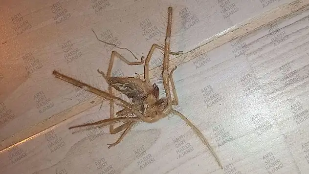 Siirt Şehir Merkezinde Zehirli Sarıkız Örümceği Görüldü