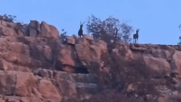 Siirt–Şırnak sınır hattında dağ keçileri görüntülendi