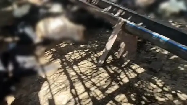 Siirt Şirvan'da başıboş köpekler ağıla girdi: 26 keçi telef oldu