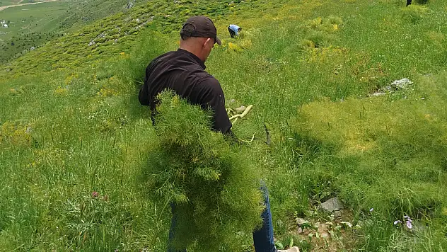 Siirt Şirvan'ın 1800 Rakımlı Yaylalarında Kış Mesaisi Başladı: ''Heliz'' Otu Toplanıyor