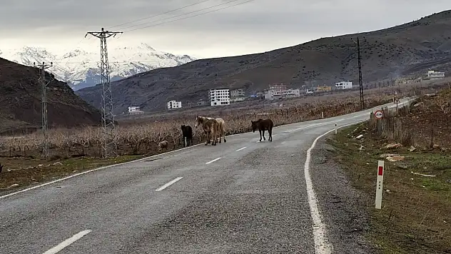 Siirt-Şirvan Yolunda Başıboş Atlar Tehlike Oluşturuyor