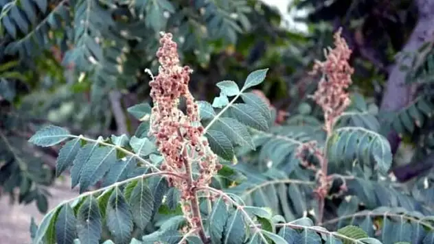 Siirt Sumağına Talep Büyük