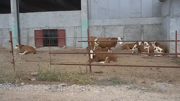 Siirt Tarım ve Orman Müdürlüğü duyurdu: Besilik sığır ithalatı başvuruları açıldı