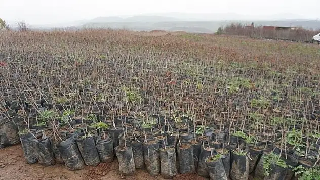 Siirt'te 2025 Yılı Bıttım Fidanı Dağıtım Projesi Başvuruları Başladı
