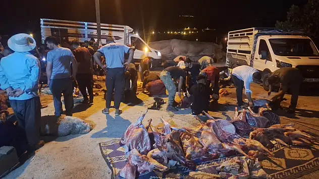 Siirt'te 50 Koyun Gizemli Şekilde Telef Oldu: Jandarma Soruşturma Başlattı