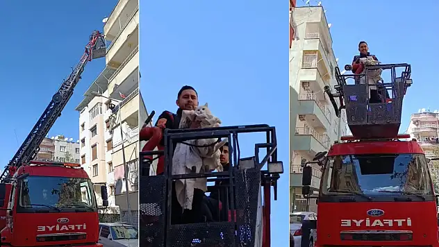 Siirt'te 6. Katta  3 Gündür Mahsur Kalan Kedi İtfaiye Tarafından Kurtarıldı