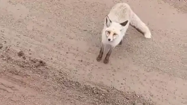 Siirt'te Aç Kalan Tilki Şantiye Alanına İndi