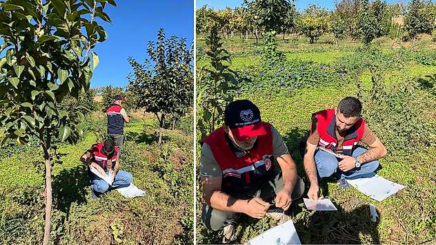 Siirt'te Akdeniz Meyve Sineğine Karşı Takip Çalışmaları Sürüyor
