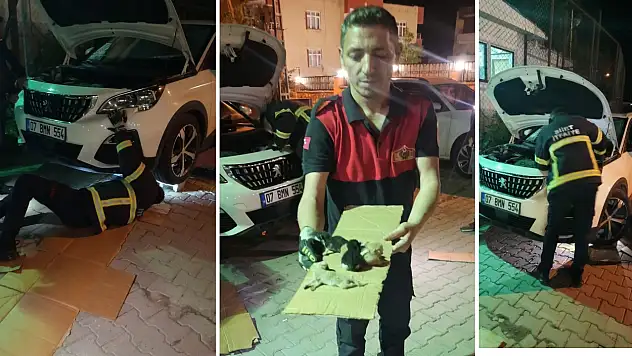 Siirt'te Anne Kedi Otomobilin Kaputunu Doğumhaneye Çevirdi: 8 Yavru Kurtarıldı