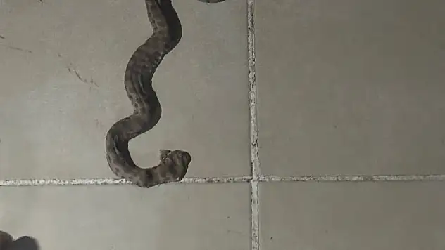 Siirt'te Apartmanda Görülen Yılan Paniğe Neden Oldu