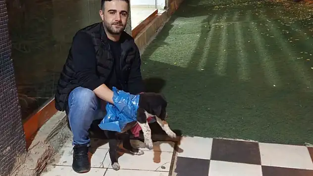 Siirt'te Aracın Çarptığı Yavru Köpeğe Duyarlı Vatandaşlar Koştu! Veteriner Ekiplerine Teslim Edildi