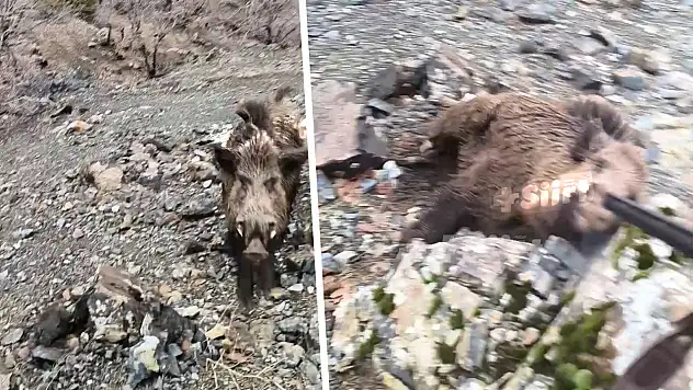 Siirt'te av sırasında dehşet anları: Yaban domuzunu son anda vurdu