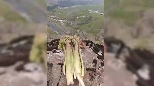 Siirt'te Baharın Müjdecisi 'Yayla Muzu' yüksek Kesimlerde Toplanmaya Başladı