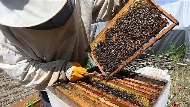 Siirt'te Bal Üretimine Dev Destek: Arılı Kovan Başvuruları Başladı