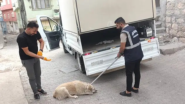 Siirt'te Başıboş Köpekler Toplanmaya Devam Ediyor