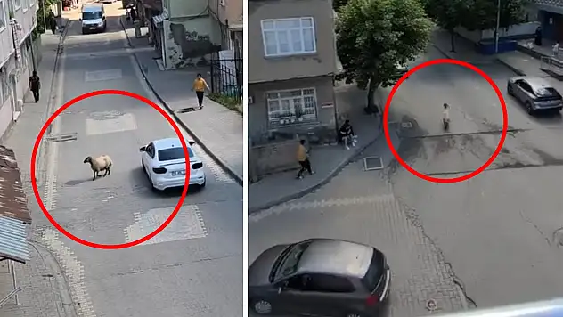 Siirt'te Bayram Öncesi İlk Kurbanlık Kaçtı