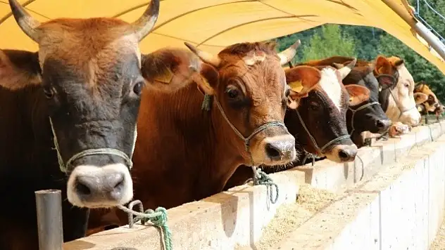 Siirt'te Besilik sığır ithalatında 2026 süreci başladı: Başvurular için takvim ve şartlar açıklandı