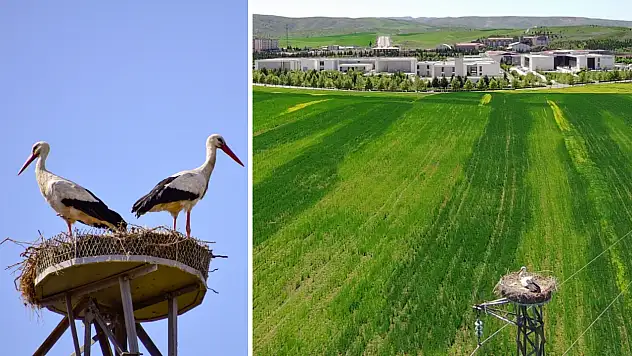Siirt'te Bir Doğa Geleneği: Sefa Türksoy, Abuzer Leylek'in 3 Yıllık Serüvenini Belgeliyor