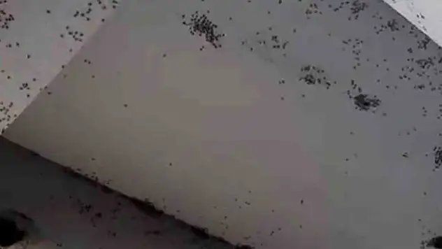 Siirt'te bir evin dış cephesini sinekler istila etti