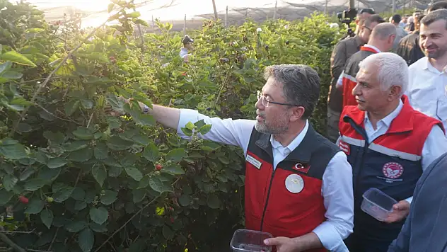 Siirt'te Böğürtlen Hasadı: Bakan Yumaklı Hasada Katıldı